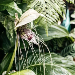 White Tacca Bat Flower Live Plant – Exotic Tropical Shade Loving Plant – 4 inch Pot - Image 4