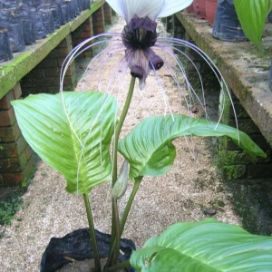 White Tacca Bat Flower Live Plant – Exotic Tropical Shade Loving Plant – 4 inch Pot - Image 5