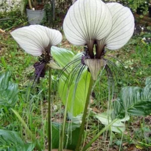 White Tacca Bat Flower Live Plant – Exotic Tropical Shade Loving Plant – 4 inch Pot - Image 6