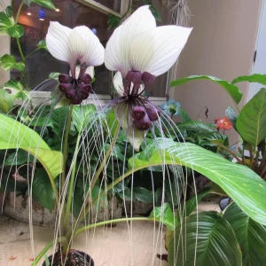White Tacca Bat Flower Live Plant – Exotic Tropical Shade Loving Plant – 4 inch Pot - Image 8