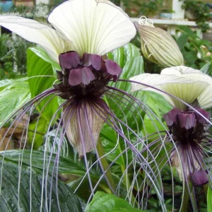 White Tacca Bat Flower Live Plant – Exotic Tropical Shade Loving Plant – 4 inch Pot - Image 9