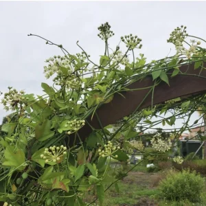 White Twine Vine Milkweed Live Plant - Funastrum clausum - Pack of 2 - Outdoor Perennial - Image 2