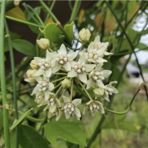 White Twine Vine Milkweed Live Plant - Funastrum clausum - Pack of 2 - Outdoor Perennial - Image 3
