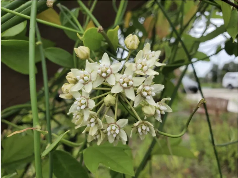White Twine Vine Milkweed Live Plant - Funastrum clausum - Pack of 2 - Outdoor Perennial - Image 3