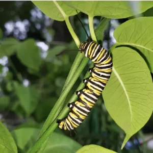 White Twine Vine Milkweed Live Plant - Funastrum clausum - Pack of 2 - Outdoor Perennial - Image 4