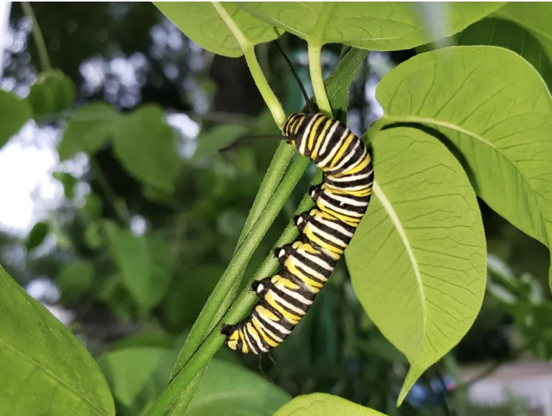 White Twine Vine Milkweed Live Plant - Funastrum clausum - Pack of 2 - Outdoor Perennial - Image 4
