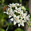 White Twine Vine Milkweed Live Plant - Funastrum clausum - Pack of 2 - Outdoor Perennial - Image 1