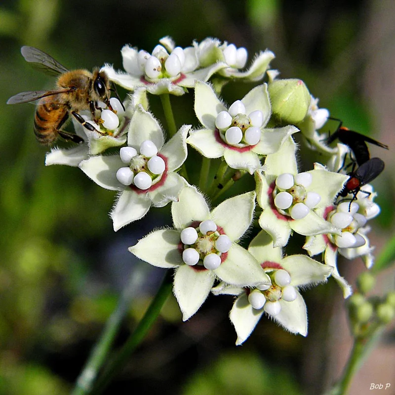 White Twine Vine Milkweed Live Plant - Funastrum clausum - Pack of 2 - Outdoor Perennial - Image 1