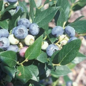 Windsor Southern Highbush Blueberry Live Plant - Starter 4-6 inch - Image 1
