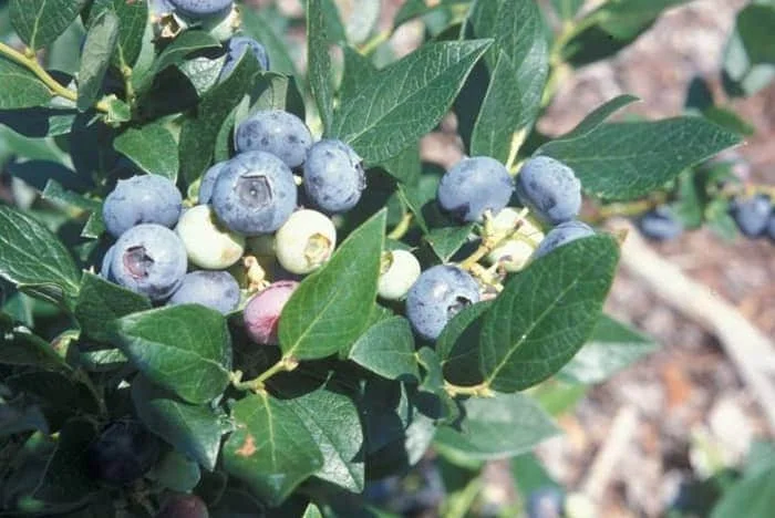 Windsor Southern Highbush Blueberry Live Plant - Starter 4-6 inch - Image 1