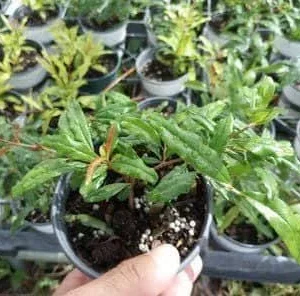 Wonderful Pomegranate Live Plant - 4