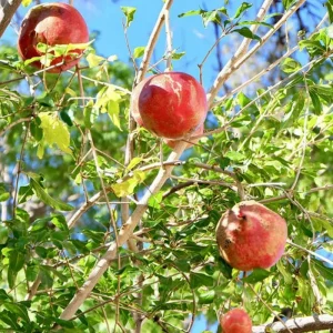 Wonderful Pomegranate Live Plant - 4