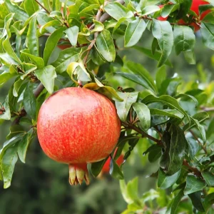 Wonderful Pomegranate Live Plant - 4