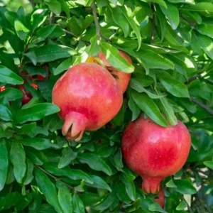 Wonderful Pomegranate Live Plant – Edible Fruit Tree – 6 inch Pot - Image 2