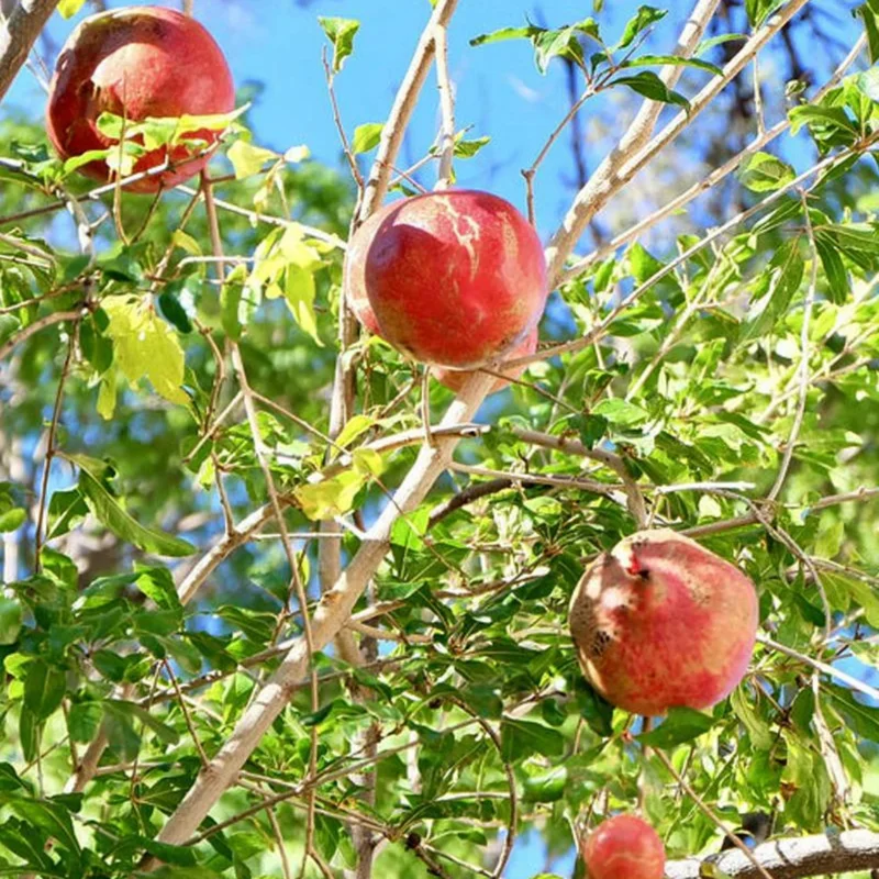 Wonderful Pomegranate Live Plant – Edible Fruit Tree – 6 inch Pot - Image 3