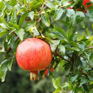Wonderful Pomegranate Live Plant – Edible Fruit Tree – 6 inch Pot - Image 4