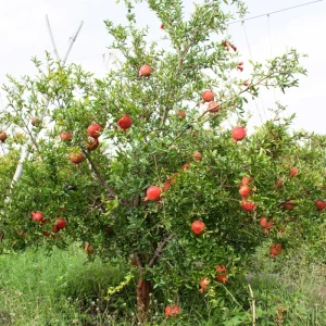 Wonderful Pomegranate Live Plant – Edible Fruit Tree – 6 inch Pot - Image 5