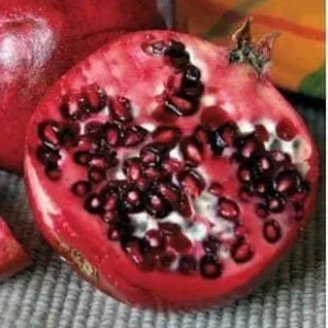 Wonderful Pomegranate Live Plant – Edible Fruit Tree – 6 inch Pot - Image 1