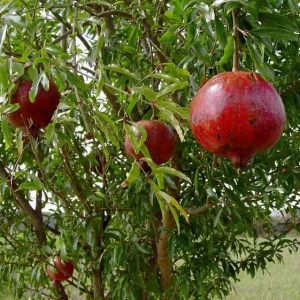 Wonderful Pomegranate Live Plant - Punica granatum - Edible Fruit, Deciduous, 6.5 in Tall - Image 1
