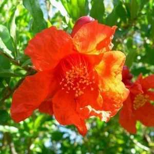 Wonderful Pomegranate Live Plant - Punica granatum - Edible Fruit, Deciduous, 6.5 in Tall - Image 3