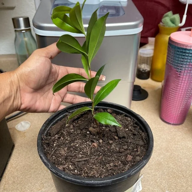 Wonderful Pomegranate Tree Live Plant - Punica Granatum Fruit Tree - Zones 8-11 - Image 2