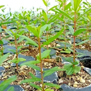 Wonderful Pomegranate Tree Live Plant - Punica Granatum Fruit Tree - Zones 8-11 - Image 3