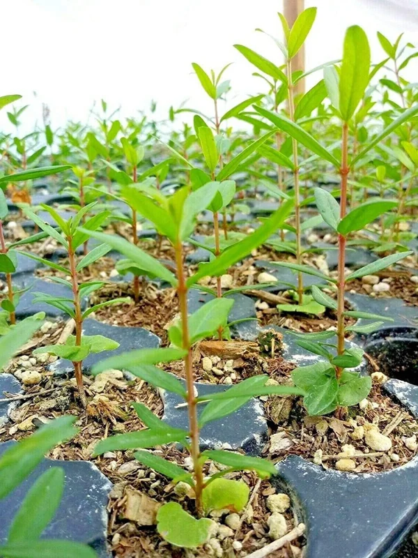 Wonderful Pomegranate Tree Live Plant - Punica Granatum Fruit Tree - Zones 8-11 - Image 3