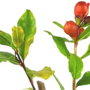 Wonderful Pomegranate Tree Live Plant - Punica Granatum Fruit Tree - Zones 8-11 - Image 4
