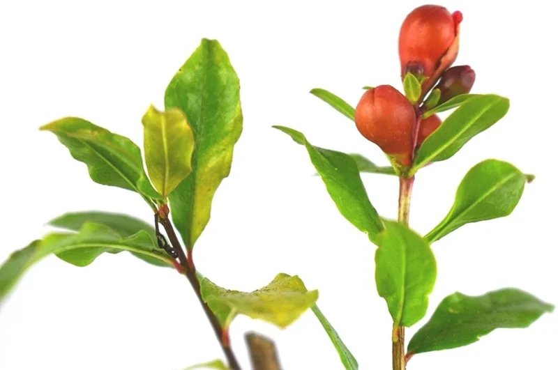 Wonderful Pomegranate Tree Live Plant - Punica Granatum Fruit Tree - Zones 8-11 - Image 4