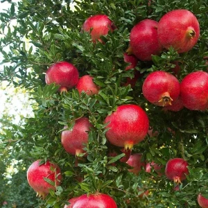 Wonderful Pomegranate Tree Live Plant - Punica Granatum Fruit Tree - Zones 8-11 - Image 5