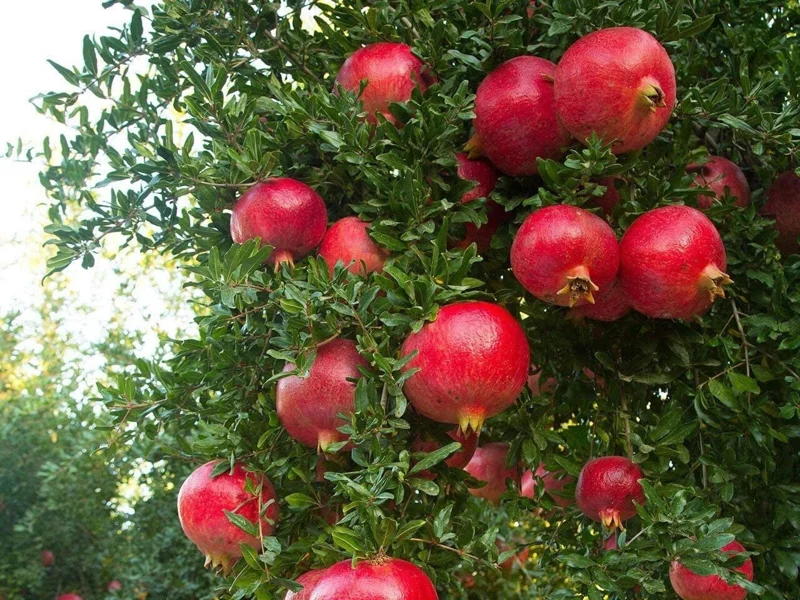 Wonderful Pomegranate Tree Live Plant - Punica Granatum Fruit Tree - Zones 8-11 - Image 5