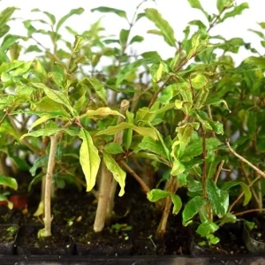 Wonderful Pomegranate Tree Live Plant - Punica Granatum Fruit Tree - Zones 8-11 - Image 6