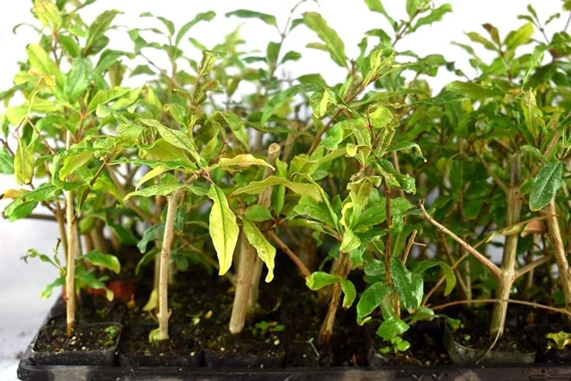Wonderful Pomegranate Tree Live Plant - Punica Granatum Fruit Tree - Zones 8-11 - Image 6