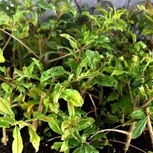 Wonderful Pomegranate Tree Live Plant - Punica Granatum Fruit Tree - Zones 8-11 - Image 7