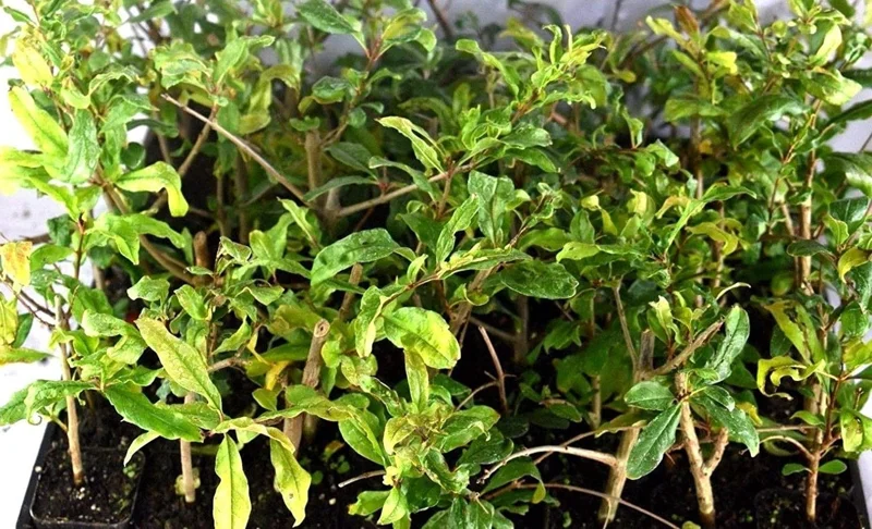 Wonderful Pomegranate Tree Live Plant - Punica Granatum Fruit Tree - Zones 8-11 - Image 7