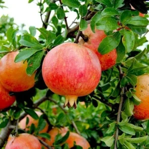 Wonderful Pomegranate Tree Live Plant - Punica Granatum Fruit Tree - Zones 8-11 - Image 8