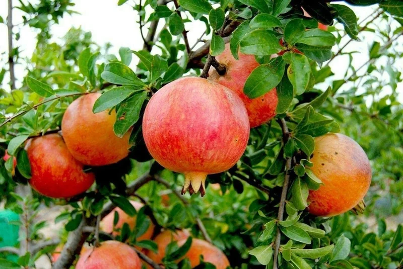Wonderful Pomegranate Tree Live Plant - Punica Granatum Fruit Tree - Zones 8-11 - Image 8