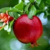 Wonderful Pomegranate Tree Live Plant - Punica Granatum Fruit Tree - Zones 8-11 - Image 1