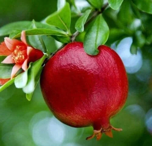 Wonderful Pomegranate Tree Live Plant - Punica Granatum Fruit Tree - Zones 8-11 - Image 1