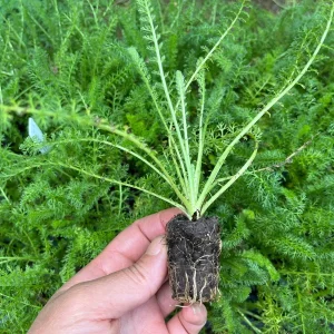 Yarrow (Achillea Millefolium) Live Plant - Healthy Starter Perennial - USDA Zones 5-9 - Image 10