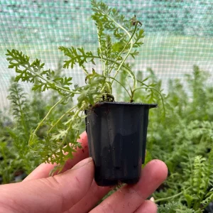 Yarrow (Achillea Millefolium) Live Plant - Healthy Starter Perennial - USDA Zones 5-9 - Image 2