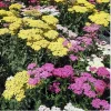 Yarrow (Achillea Millefolium) Live Plant - Healthy Starter Perennial - USDA Zones 5-9 - Image 1
