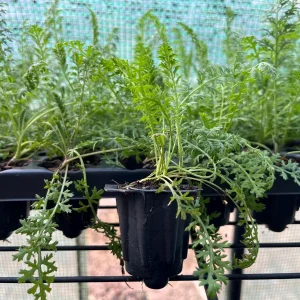 Yarrow (Achillea Millefolium) Live Plant - Healthy Starter Perennial - USDA Zones 5-9 - Image 4