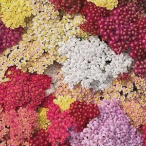 Yarrow (Achillea Millefolium) Live Plant - Healthy Starter Perennial - USDA Zones 5-9 - Image 5