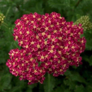 Yarrow (Achillea Millefolium) Live Plant - Healthy Starter Perennial - USDA Zones 5-9 - Image 6