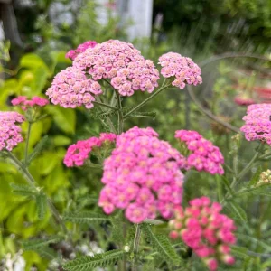 Yarrow (Achillea Millefolium) Live Plant - Healthy Starter Perennial - USDA Zones 5-9 - Image 9