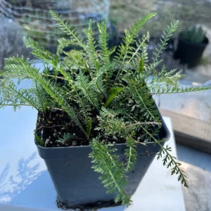 Yarrow Live Plant - Achillea Millefolium Organically Grown 3.5