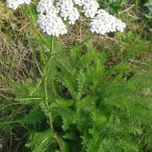 Yarrow Live Plant - Achillea Millefolium Organically Grown 3.5