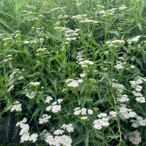 Yarrow Live Plant - Achillea Millefolium Organically Grown 3.5