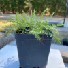 Yarrow Live Plant - Achillea Millefolium Organically Grown 3.5" Pot Outdoor - Image 1